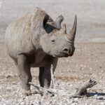 Rhinocéros noir, Nebrowni Etosha