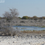 Homob, Etosha