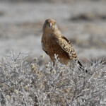 Faucon à iris blanc, Etosha