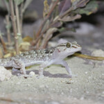 Gecko ... ? Namutoni, Etosha