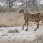 Guépard, Etosha
