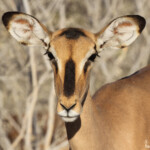 Impala à face noire, Etosha