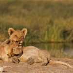 Lionceaux, Rietfontein, Etosha