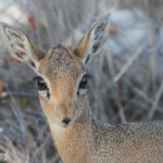 Dik dik de Damara, Etosha