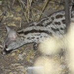 Genette d'Afrique, Namutoni, Etosha