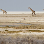 Girafes, Okondeka, Etosha