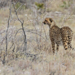 Guépard, Etosha
