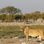 Lionne, Rietfontein, Etosha