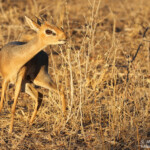 Dik dik de Damara, Etosha