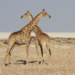 Girafes, Okondeka, Etosha