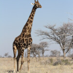 Girafe, Etosha