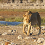 Lionne, Rietfontein, Etosha