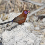 Cordonbleu grenadin, Etosha