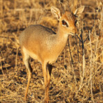 Dik dik de Damara, Etosha