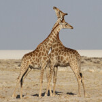 Girafes, Okondeka, Etosha