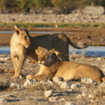 Lionnes, Rietfontein, Etosha