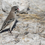 Sporoppipe squameux, Etosha
