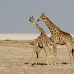 Girafes, Okondeka, Etosha