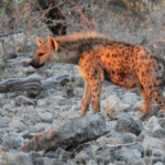 Hyène tacheté, Etosha