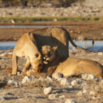 Lionnes, Rietfontein, Etosha