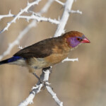 Cordonbleu grenadin, Etosha
