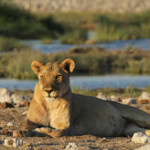 Lionne, Rietfontein, Etosha