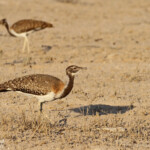 Outarde de Ludwig, Wolfsnes, Etosha
