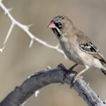 Sporoppipe squameux, Etosha