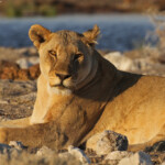Lionne, Rietfontein, Etosha