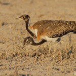 Outarde de Ludwig, Wolfsnes, Etosha