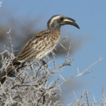 Calao à bec noir, Etosha