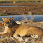 Lionne, Rietfontein, Etosha
