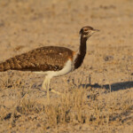 Outarde de Ludwig, Wolfsnes, Etosha