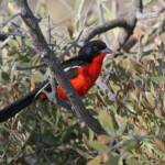 Gonolek rouge et noir, Etosha