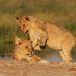 Lionceaux, Rietfontein, Etosha