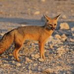 Renard du Cap, Wolfsnes, Etosha