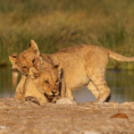Lionceaux, Rietfontein, Etosha