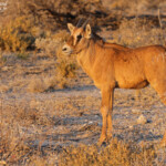 Jeune oryx, Etosha
