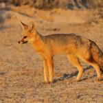 Renard du Cap, Wolfsnes, Etosha