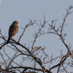 Autour sombre, Etosha
