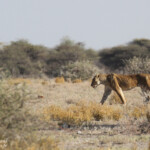 Lionne près de Namutoni, Etosha