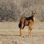 Jeune oryx, Etosha