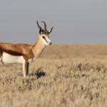 Springbok, Etosha