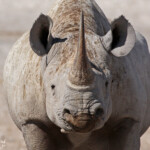 Rhinocéros noir, Nebrowni Etosha