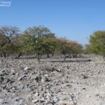 Paysages d'Etosha
