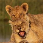 Lionceaux, Rietfontein, Etosha