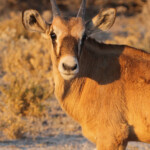 Jeune oryx, Etosha