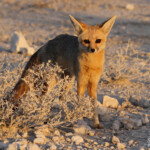 Renard du Cap, Wolfsnes, Etosha