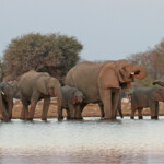 Eléphants près de Namutoni, Etosha