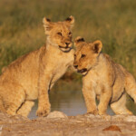 Lionceaux, Rietfontein, Etosha